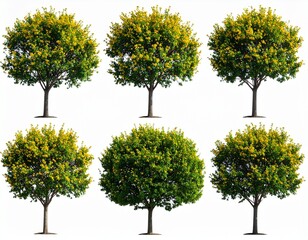 Set of Prunus persica and Prunus avium blossoming frontal street trees isolated 