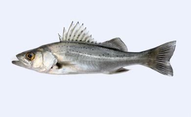 相模川の河口で釣ったセイゴ