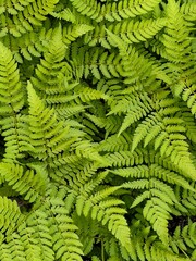 vibrant green ferns populate shaded area, their delicate leaves unfurling and creating lush,...