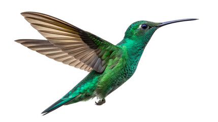 Fototapeta premium A vibrant green hummingbird soars against a transparent background