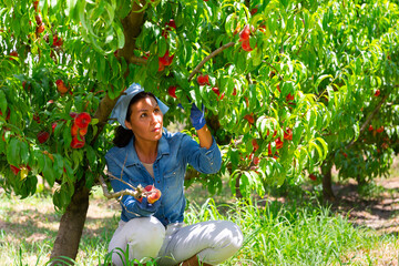 Focused asian female farmer working in a fruit nursery during the harvest season plucks fig peaches...