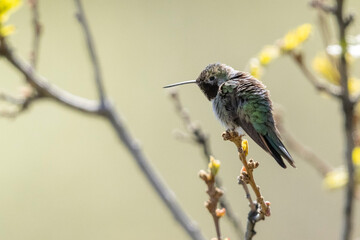A wild broad-tailed hummingbird at a park in the Rocky Mountains of Colorado.