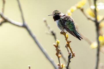 A wild broad-tailed hummingbird at a park in the Rocky Mountains of Colorado.