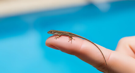 Obraz premium A tiny brown striped lizard resting on a person's finger with a bright blue background in soft focus