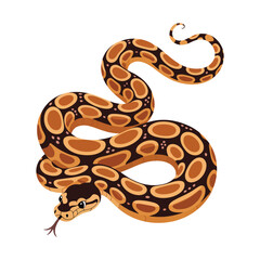 A cute burmese python snake on white background