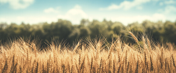 Close-up Of Ripe Golden Wheat With Vintage Effect - Harvest