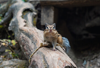 Cute chipmunk poses on a log in a forest setting during autumn