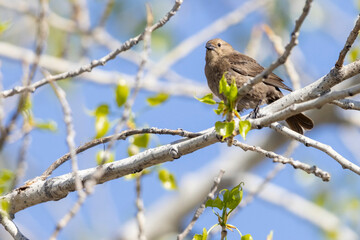 A wild brown-headed cowbird perched in a tree in Colorado.