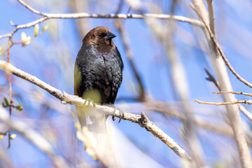 A wild brown-headed cowbird perched in a tree in Colorado.
