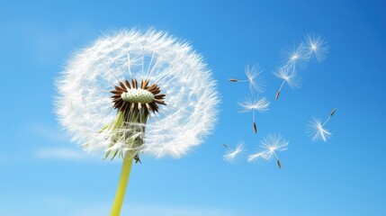 Delicate Dandelion Seeds Blowing Away in a Gentle Breeze on Canvas