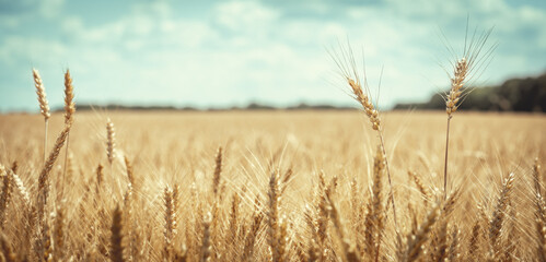 Close-up Of Ripe Golden Wheat With Vintage Effect - Harvest
