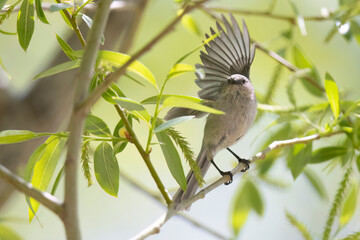 Fototapeta premium A wild bushtit perched on a branch in a park in the mountains of Colorado.