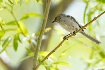 A wild bushtit perched on a branch in a park in the mountains of Colorado.