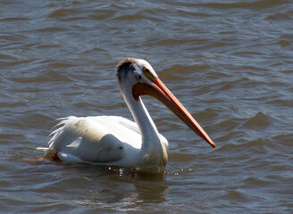 Close up of a white pelican.