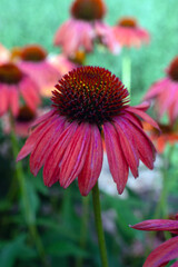 Close up of a red coneflower.