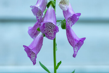 Foxglove aka Digitalis medicinal and toxic plant