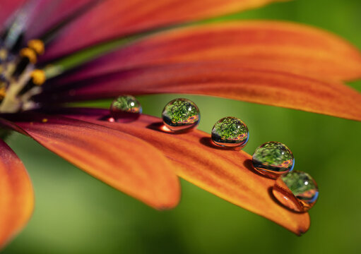 Vibrant orange flower macro closeup crystal dew drop refraction water droplet vivid bokeh botanical photography colorful petal detail garden micro world nature abstract beauty art inspiration