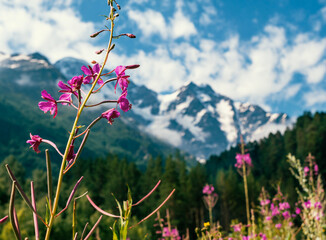 Beautiful pink flowers of chamaenerion angustifolium in front of blurred snowy mountain peaks, blue...