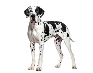 Large harlequin Great Dane with brown eyes Isolated on Transparent or White Background