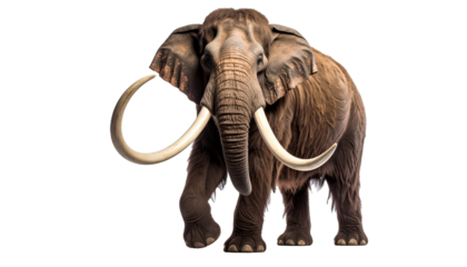Mammoth Isolated on Transparent or White Background