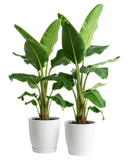 Potted banana plant Isolated on Transparent or White Background