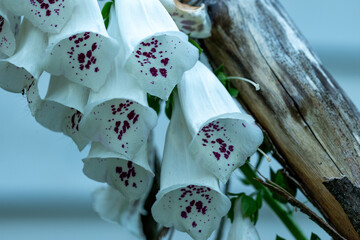 Foxglove aka Digitalis medicinal plant and toxic