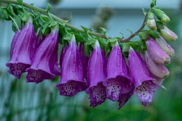 Foxglove aka Digitalis weighted down after the rain