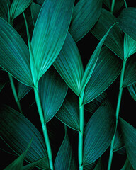 green leaves background