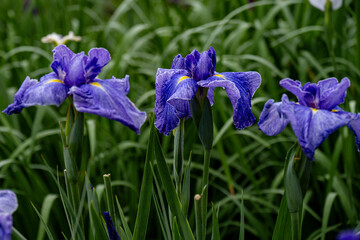 神楽女湖のハナショウブ
