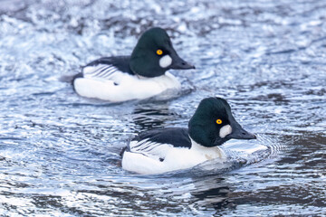 Fototapeta premium Wild common goldeneye in a river in Colorado