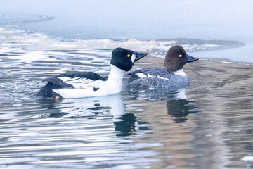 Wild common goldeneye in a river in Colorado