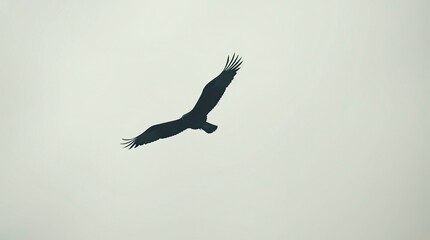 A black bird soaring through a clear sky against a bright white background.