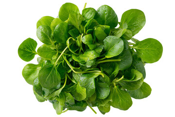 Fresh watercress bunch, top view. Healthy food.