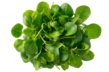 Fresh watercress bunch, top view. Healthy food.