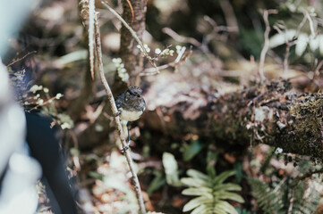 Robin in South Island New Zealand