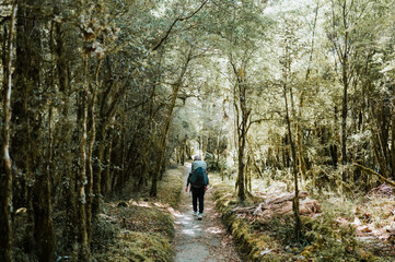 Fototapeta premium Hiking in the forest, Milord Track