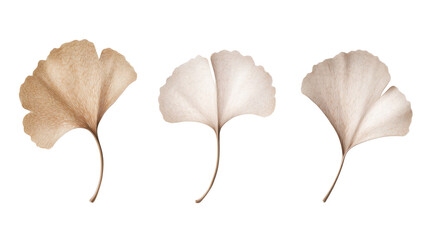 three vertical poster ginkgo leaf smokey shape on white background