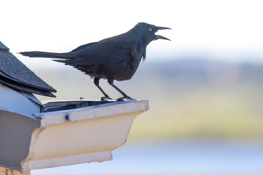 A wild common grackle in Colorado