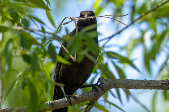 A wild common grackle in Colorado - Powered by Adobe