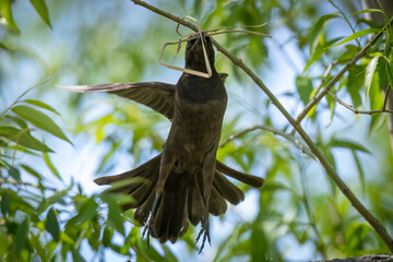 A wild common grackle in Colorado