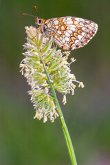 Melitaea parthenoides, also known as the Meadow Fritillary, perched on a flower in a natural setting in France.