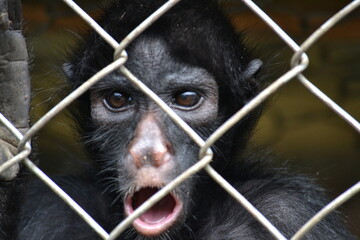 Trapped monkey. This confined monkey can help raise awarness. Ideal for campaigns against animal...