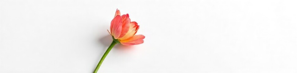 A single, wilted flower isolated on a pure white background, symbolizing exhaustion and loneliness The delicate petals droop, conveying a sense of weariness and isolation , fragile, petals, wilted