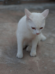 Cat lying on the cement floor.
