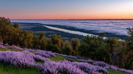 Obraz premium Soft focus of sunrise over foggy spring valley, wildflowers in foreground and mist rolling over distant trees
