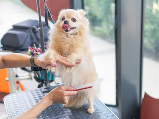 A Pomeranian is combed in a grooming salon.