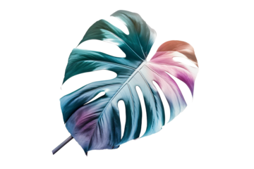 Pink and teal Monstera leaf on black background