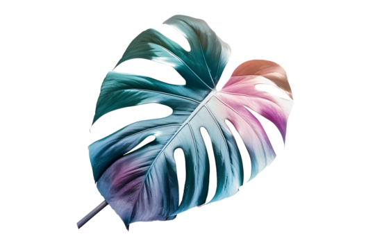 Pink and teal Monstera leaf on black background