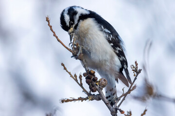 A wild downy woodpecker in a tree in Colorado.