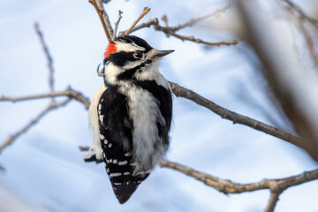 A wild downy woodpecker in a tree in Colorado.